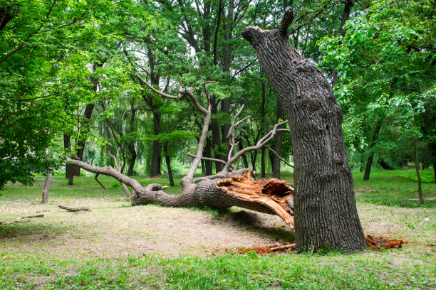 How Our Tree Care Process Works  in  Monson Center, MA