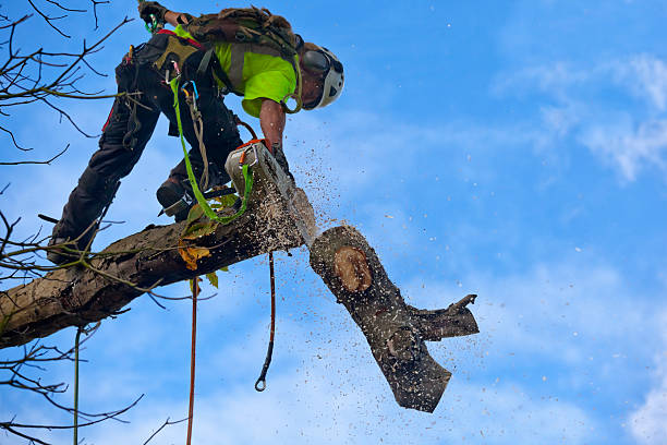 Reliable Monson Center, MA Tree Removal Services Solutions